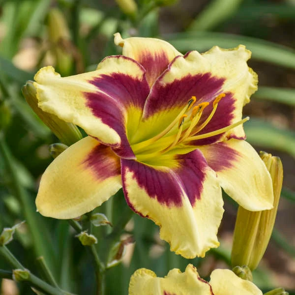 Rainbow Rhythm® 'Star Of The North' Daylily - Image 2