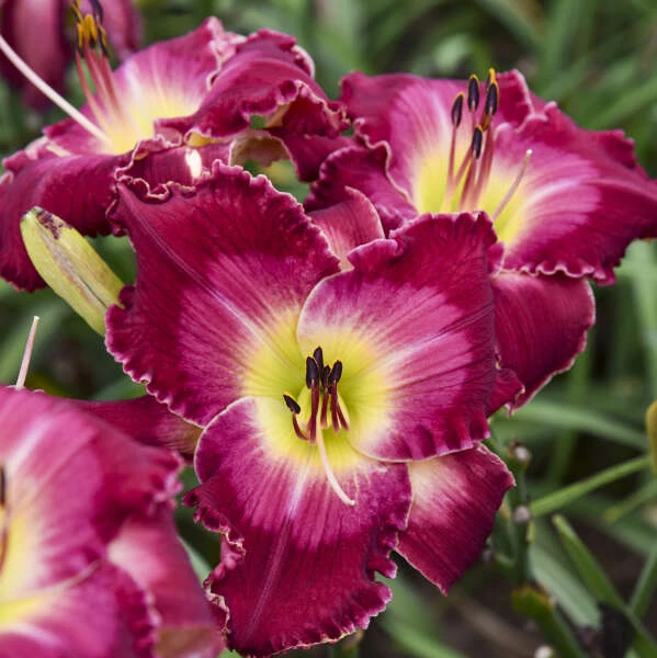 Rainbow Rhythm® 'Blood Sweat And Tears' Daylily - Image 2