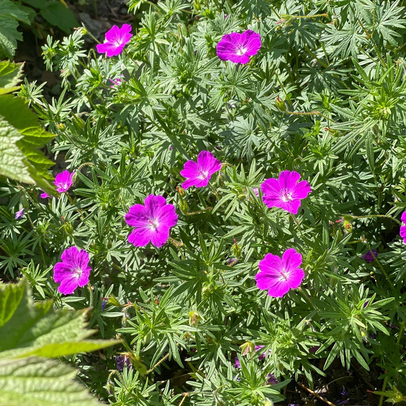 'Max Frei' Bloody Cranesbill