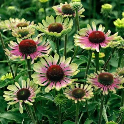 'Green Twister' Coneflower