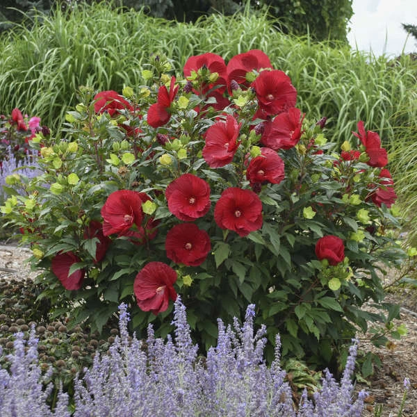 Summerific® 'Cranberry Crush' Perennial Hibiscus - Image 2