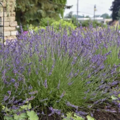 Phenomenal® Lavender
