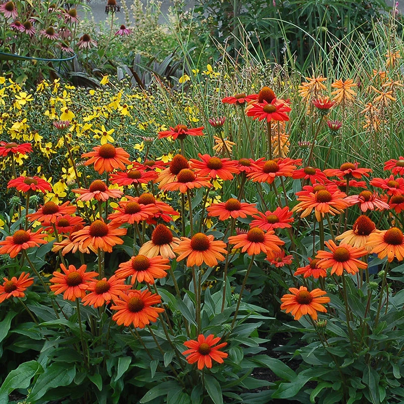 Kismet® Intense Orange Coneflower - Image 3