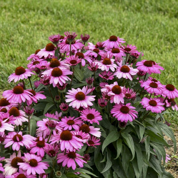Color Coded® 'The Fuchsia Is Bright' Coneflower - Image 2