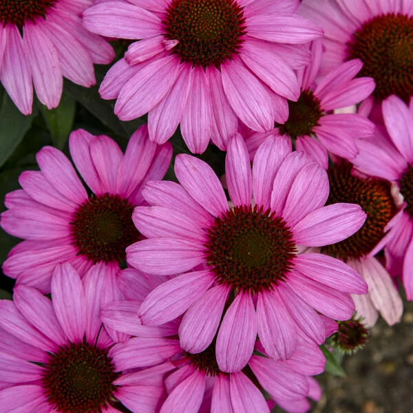 Color Coded® 'The Fuchsia Is Bright' Coneflower - Image 3