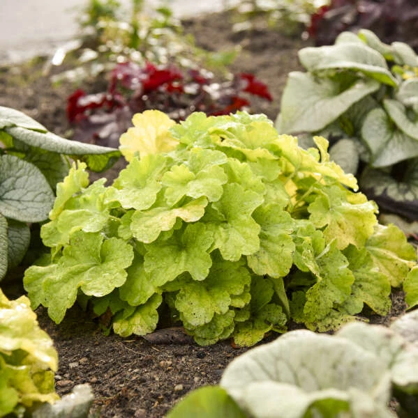 Primo® Pistachio Ambrosia Coral Bells - Image 3