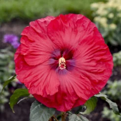 Summerific® 'Valentine's Crush' Perennial Hibiscus