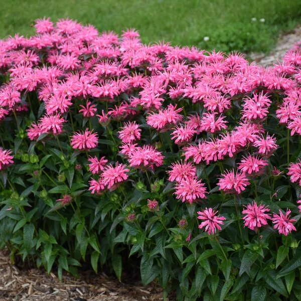 Upscale™ 'Pink Chenille' Bee Balm