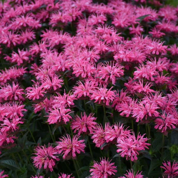 Upscale™ 'Pink Chenille' Bee Balm - Image 3