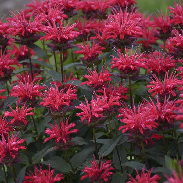 Upscale™ 'Red Velvet' Bee Balm