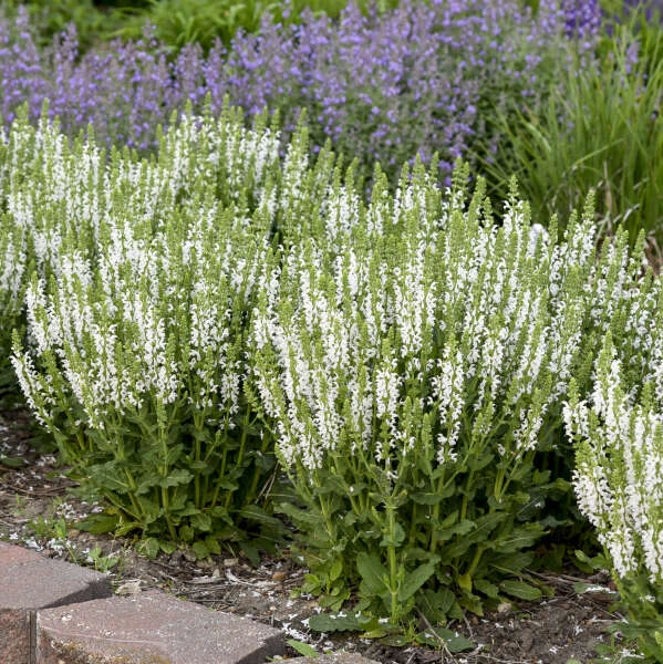 'White Profusion' Salvia - Image 2