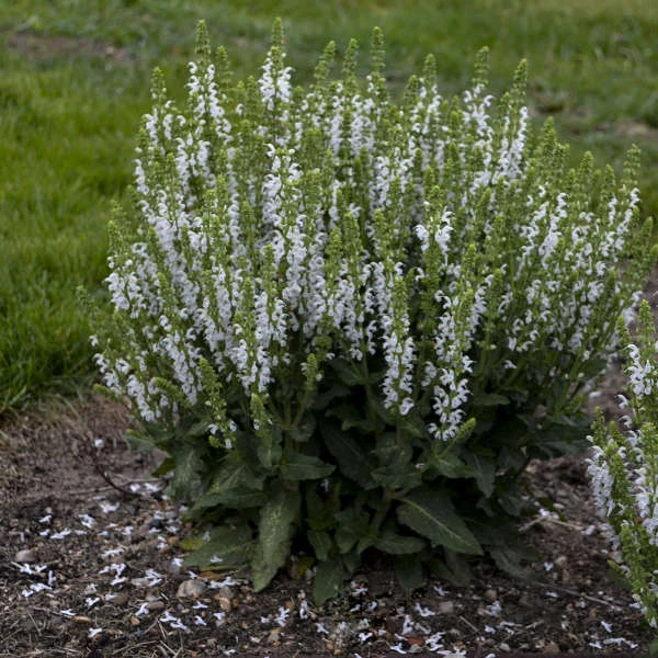 'White Profusion' Salvia - Image 3