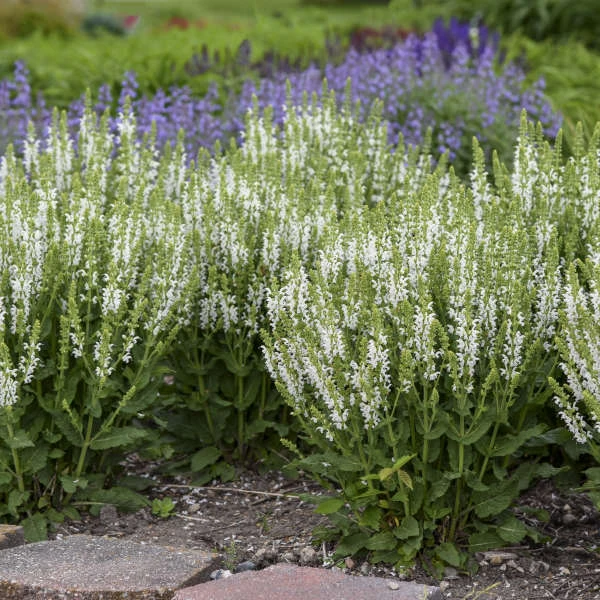 'White Profusion' Salvia - Image 4