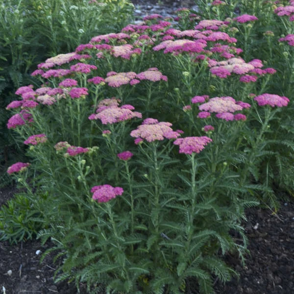 'Sassy Summer Taffy' Yarrow - Image 2