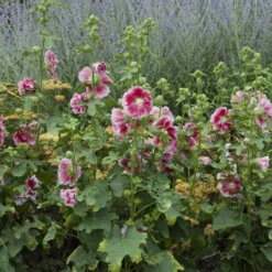 'Fiesta Time' Hollyhock