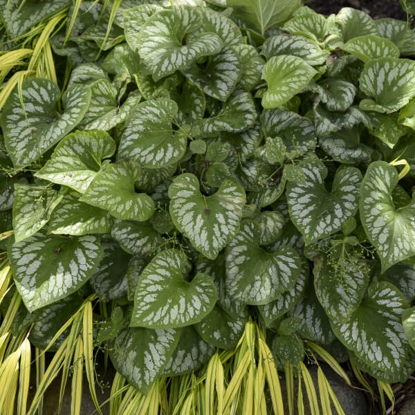 'Emerald Mist' Siberian Bugloss - Image 5