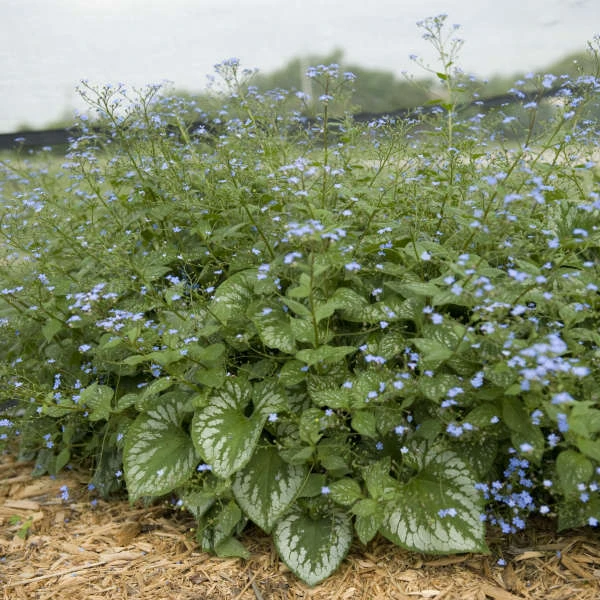 'Emerald Mist' Siberian Bugloss - Image 3