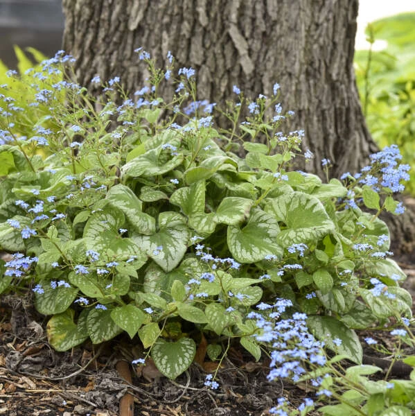 'Emerald Mist' Siberian Bugloss - Image 4