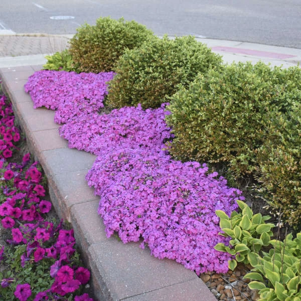 'Drummond's Pink' Creeping Phlox - Image 4