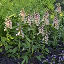 'Dalmatian Peach' Foxglove