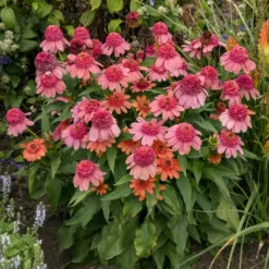 Double Dipped™ 'Rainbow Sherbet' Coneflower