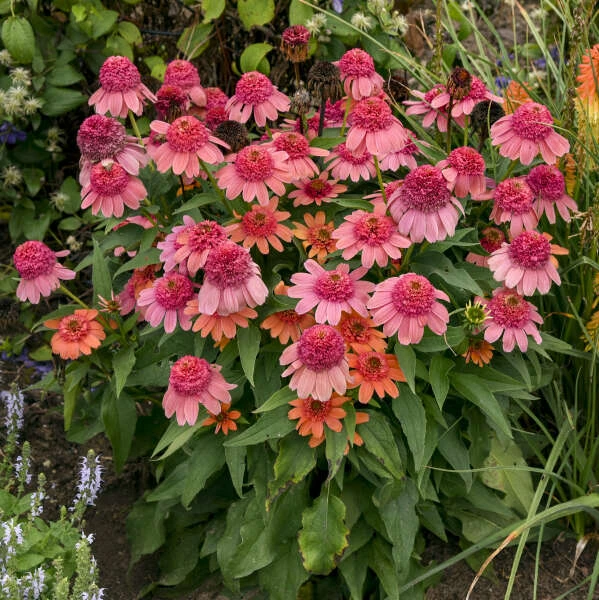 Double Dipped™ 'Rainbow Sherbet' Coneflower