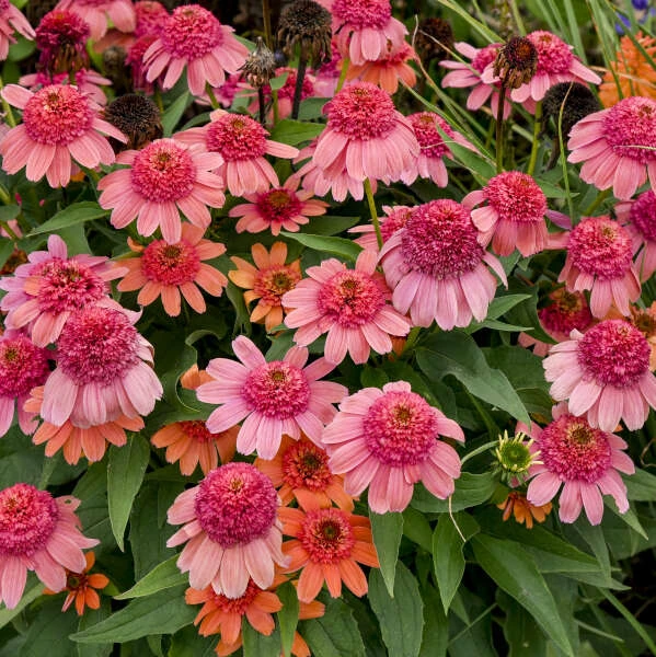 Double Dipped™ 'Rainbow Sherbet' Coneflower - Image 2
