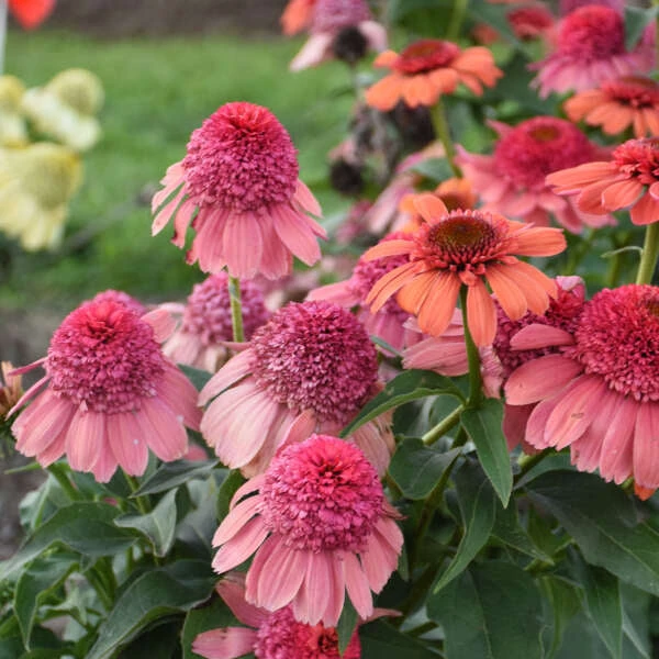 Double Dipped™ 'Rainbow Sherbet' Coneflower - Image 3