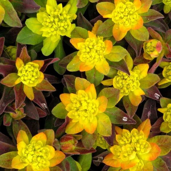 'Bonfire' Spurge - Image 2