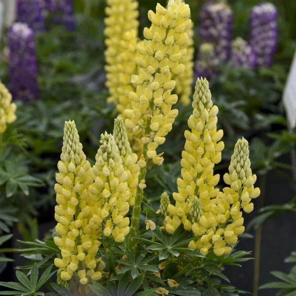 Mini Gallery™ Yellow Lupine - Image 2