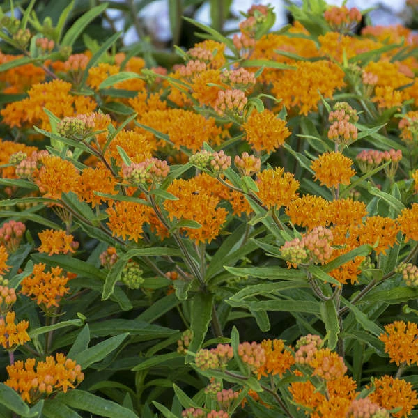 Orange Milkweed - Image 2