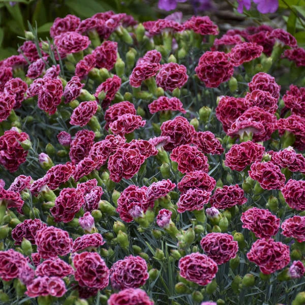 Fruit Punch® 'Cherry Vanilla' Dianthus - Image 5