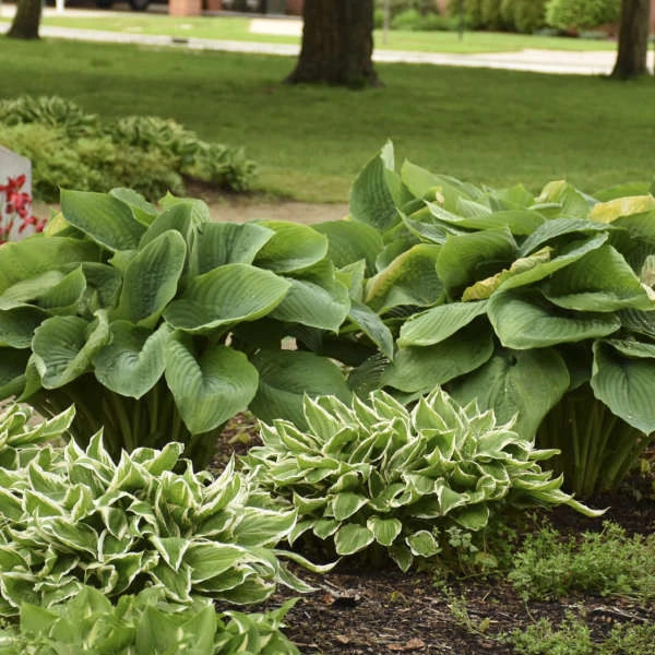 Shadowland® 'Empress Wu' Hosta - Image 2