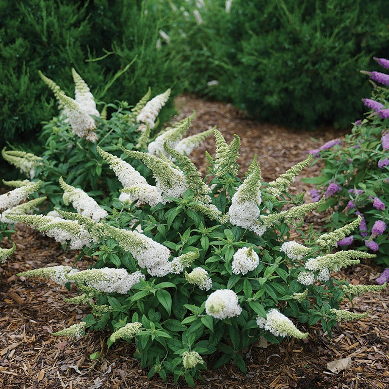 Pugster White® Butterfly Bush