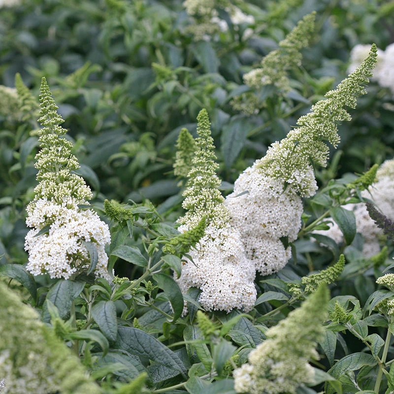 Pugster White® Butterfly Bush - Image 2