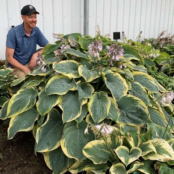 Shadowland® 'Gigantosaurus' Hosta - Image 3