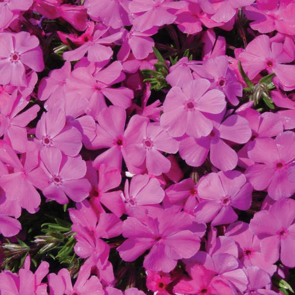 'Drummond's Pink' Creeping Phlox - Image 2