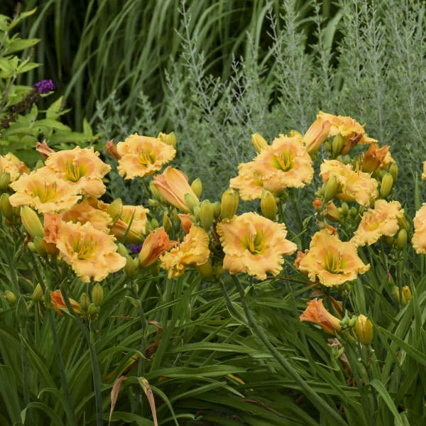 Rainbow Rhythm® 'Orange Smoothie' Daylily - Image 2
