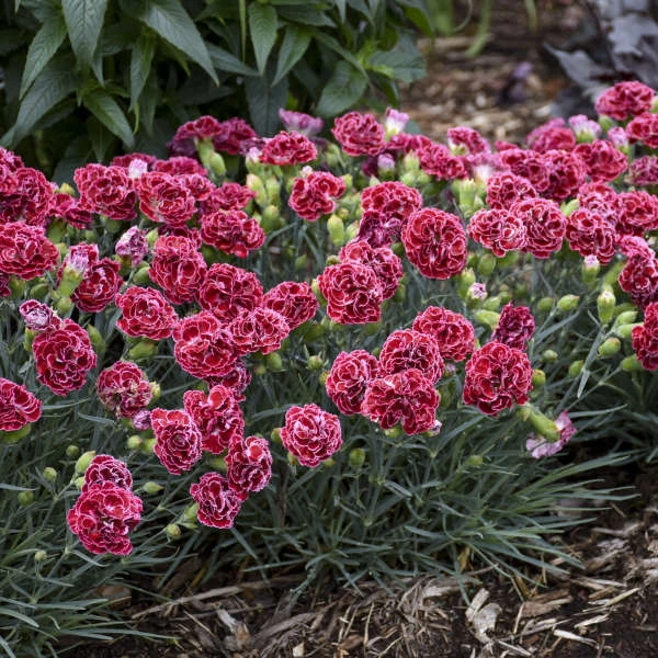 Fruit Punch® 'Cherry Vanilla' Dianthus - Image 2