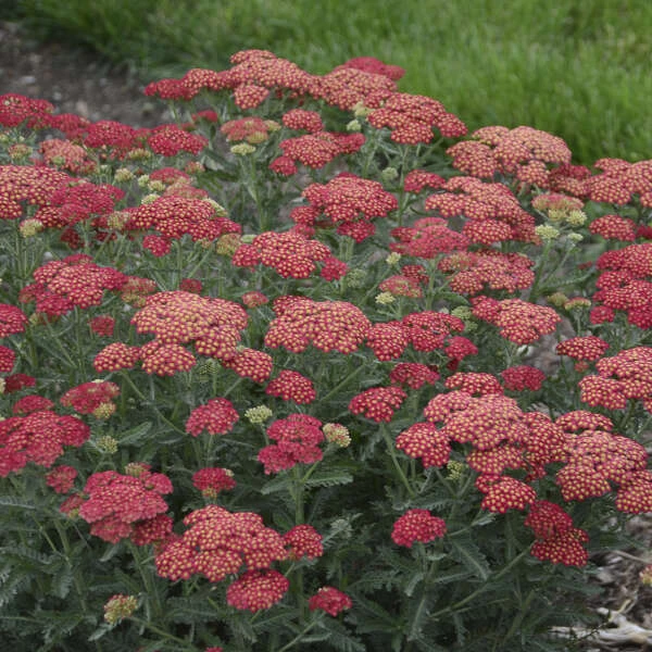 'Firefly Red Pop' Yarrow