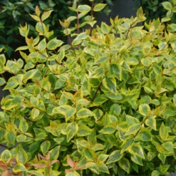 Brilliantina™ Abelia