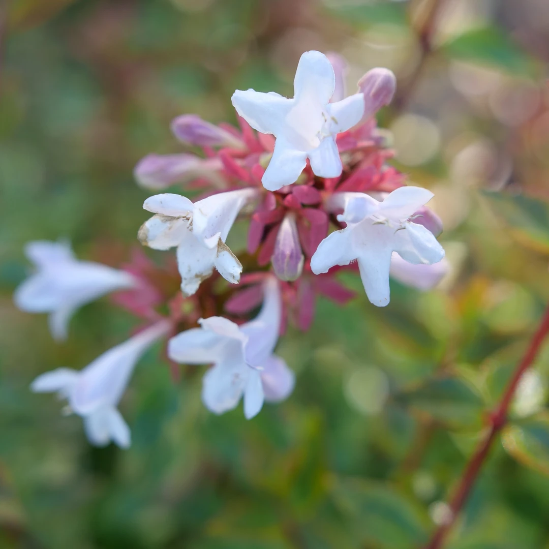 Brilliantina™ Abelia - Image 4