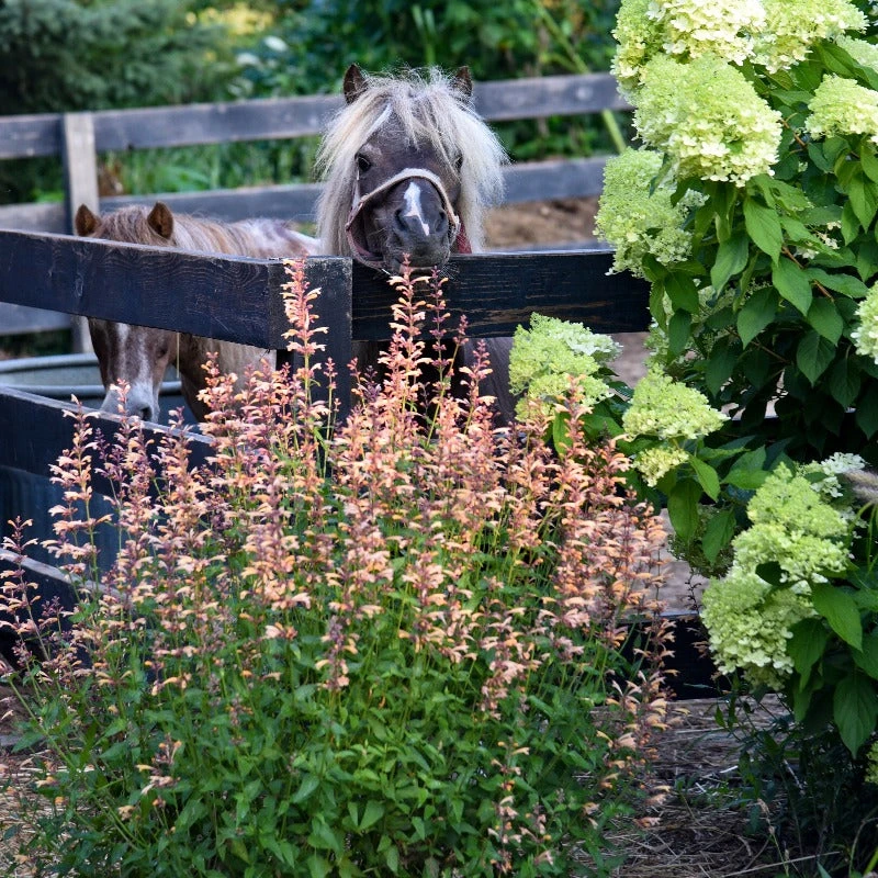 Meant To Bee™ Queen Nectarine Hummingbird Mint - Image 2