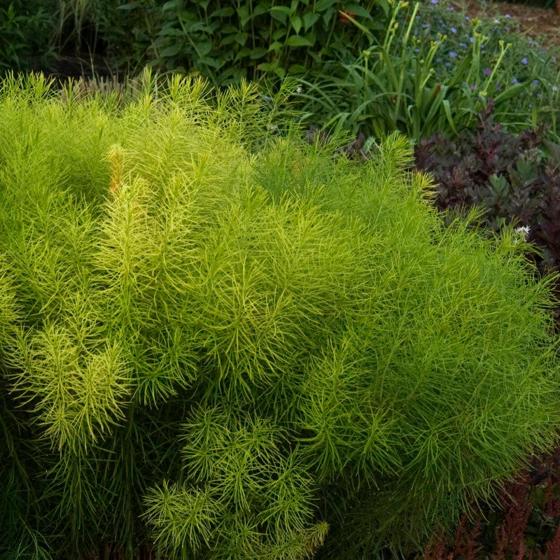 Threadleaf Bluestar - Image 4