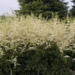 'Bridal Veil' Astilbe