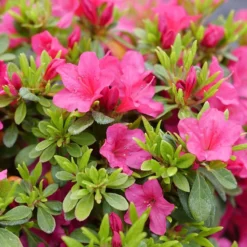 Perfecto Mundo Fuchsia Carpet™ Azalea