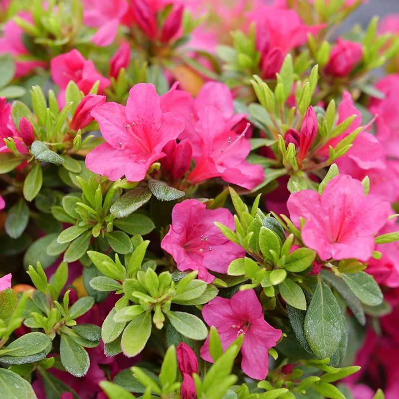 Perfecto Mundo Fuchsia Carpet™ Azalea