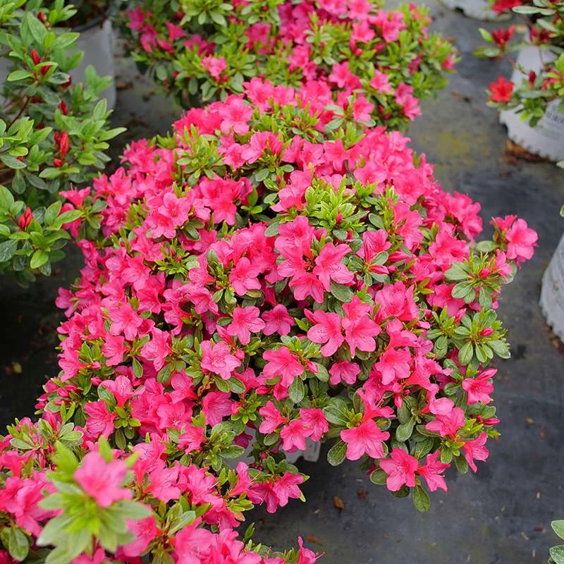 Perfecto Mundo Fuchsia Carpet™ Azalea - Image 3