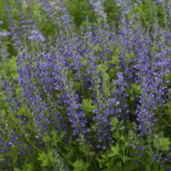 Decadence® 'Blueberry Sundae' False Indigo