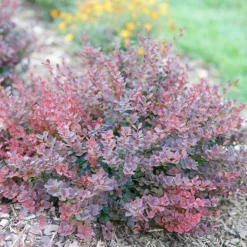 Sunjoy Mini Maroon® Barberry